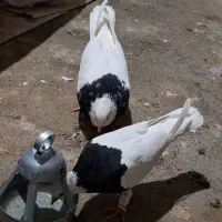 طوقی رنگه