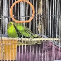 فروش مرعق عشق مولد تخم دار