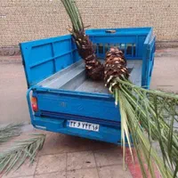 فصل کاشت ودرخواست نخل خرما و انتخاب از نخلستان|گل و گیاه طبیعی|اهواز, اهواز|دیوار