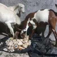 کهره چاق گوشتی|حیوانات مزرعه|بندرعباس, |دیوار