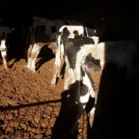 ۱۲ راس گوساله هلشتاین درجه یک