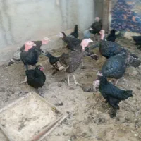 بوقلمون، مرغ، قو غاز ،مرغ شاخدار|حیوانات مزرعه|پیشوا, |دیوار