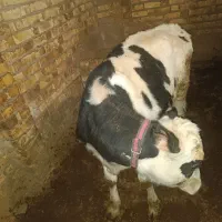 یک رس گاو شیری با گوساله خوب