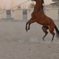 فروش اسب به صورت چکی|اسب و تجهیزات اسب‌سواری|تهران, حر|دیوار