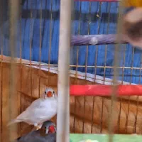 پرنده
