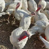 بوقلمون گوشتی|حیوانات مزرعه|سلطانیه, |دیوار