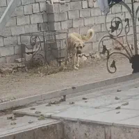 واگذاری پژدر تضمینی|سگ|حاجیلار, |دیوار