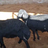 بره قوچ قزل افشار