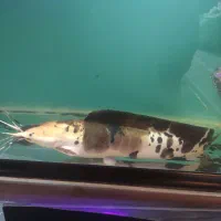 کت افریقایی|ماهی|بندرعباس, |دیوار