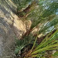 رامشیر روستای ازاده پاجوش برحی ستعمران خلاص نخل نر|خدمات باغبانی و درختکاری|رامشیر, |دیوار