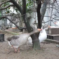 اردک موسکویی و غاز