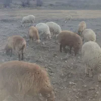 بره نر پای پروار|حیوانات مزرعه|مشگین شهر, |دیوار