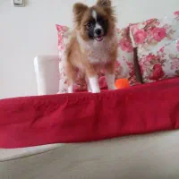 سلام پامر ۴ماه