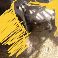 دو عدد بره ماده چاق سرحال سالم|حیوانات مزرعه|جیرفت, |دیوار