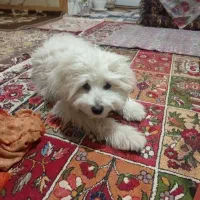 واگذاری سگ شیتزو تریر نر ۳ماهه