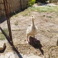 جوجه غاز|حیوانات مزرعه|سرپل ذهاب, |دیوار
