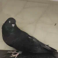 ماده قهوه ای آبادانی نر نوک ریز درشت و نوک کوتاه|پرنده|بردسیر, |دیوار