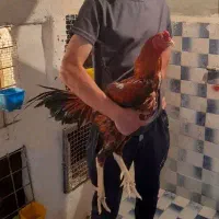 لاری
