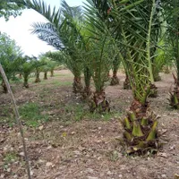 نخل فونیکس|خدمات باغبانی و درختکاری|رشت, حومه رشت|دیوار