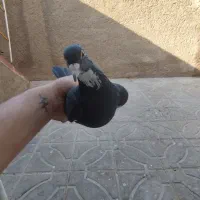 ماده پلنگ کلایی