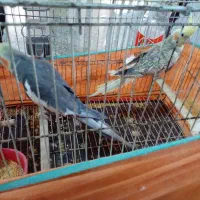 ۲عدد عروس هلندی با قفس ۱/۵۰۰