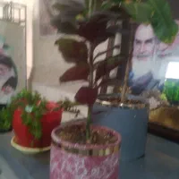 فروش گل طبیعی
