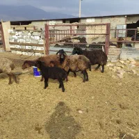 حیوانات مزرعه|حیوانات مزرعه|شاهرود, |دیوار