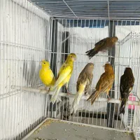 پرنده سرای کاردینال|پرنده|شیراز, گل سرخ|دیوار