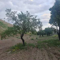 ارائه تمامی فعالیت های باغبانی و نگهداری|خدمات باغبانی و درختکاری|تبریز, |دیوار