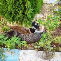 واگذاری رایگان دوتا بچه گربه|گربه|نجفآباد, شهرک صنعتی نجف آباد ۲|دیوار