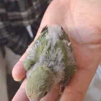 طوطی برزیلی سرلاکی|پرنده|بهبهان, |دیوار