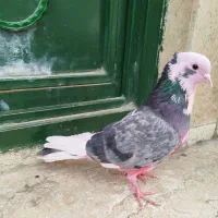 کبوتر پرشی گرفتنی تیر ماهی ۶تا ماده یکجایی|پرنده|تهران, نعمت‌آباد|دیوار