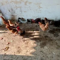 فروش مرغ محلی