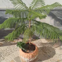 گل کاج مطبق|گل و گیاه طبیعی|مرند, |دیوار