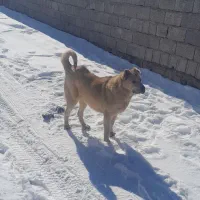 ماده سرابی|سگ|اسکو, |دیوار