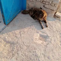 سگ گله ای|سگ|سرولایت, |دیوار