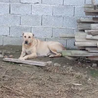 واگذاری سگ سرابی|سگ|رشت, آب و برق|دیوار