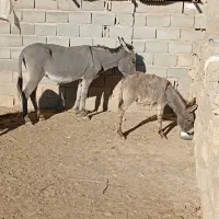 الاغ ، ماده کره دار ، شیر دار ، گله ای