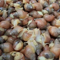 حلزون وارداتی آلبینو (درمانی)