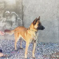 سگ نگهبان
