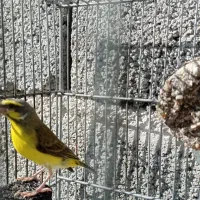 (یاسمین ) سهره) قناری)