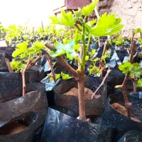 نهال انگور مندراپ