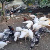 فروش بوقلمون کوچک و‌بزرگ