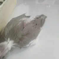 با سلام جوجه عروس هلندی|پرنده|قشم, |دیوار