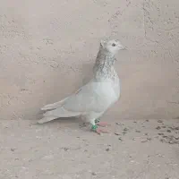 کفتر|پرنده|لنجان, |دیوار