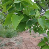 خدماتی و نظافتی مارال