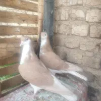 کفتر خوش رنگ  عتیقه|پرنده|آباده, |دیوار