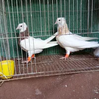 پرنده،کفتر،طوقی|پرنده|نیشابور, سرآب کوشک|دیوار