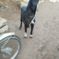 سگ پاپی پ ماده سرابی