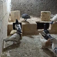 کفتر رنگه آلمانی جفتگاع پرشی کبوتر فروش فوری|پرنده|مشهد, کشف|دیوار